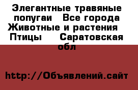 Элегантные травяные попугаи - Все города Животные и растения » Птицы   . Саратовская обл.
